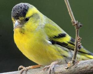 黄鸟杂货店,探寻城市角落里的温馨时光