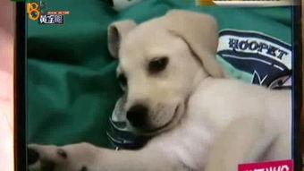 救我狗命,狗命悬于一线的紧急时刻