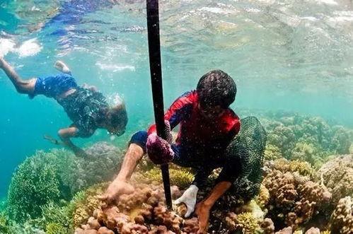 水中生活,探寻水中生物的奥秘与魅力